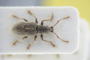  (Phyllobius cinerascens - GBOLRL1004)  @11 [ ] CreativeCommons - Attribution Non-Commercial Share-Alike (2016) SNSB, Staatliche Naturwissenschaftliche Sammlungen Bayerns ZSM (SNSB, Zoologische Staatssammlung Muenchen)