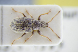  (Phyllobius brevis - GBOLRL1005)  @11 [ ] CreativeCommons - Attribution Non-Commercial Share-Alike (2016) SNSB, Staatliche Naturwissenschaftliche Sammlungen Bayerns ZSM (SNSB, Zoologische Staatssammlung Muenchen)