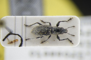  (Charagmus intermedius - GBOLRL1020)  @11 [ ] CreativeCommons - Attribution Non-Commercial Share-Alike (2016) SNSB, Staatliche Naturwissenschaftliche Sammlungen Bayerns ZSM (SNSB, Zoologische Staatssammlung Muenchen)