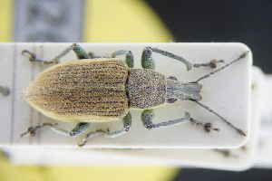  (Chlorophanus graminicola - GBOLRL1026)  @11 [ ] CreativeCommons - Attribution Non-Commercial Share-Alike (2016) SNSB, Staatliche Naturwissenschaftliche Sammlungen Bayerns ZSM (SNSB, Zoologische Staatssammlung Muenchen)