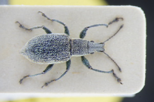  (Chlorophanus gibbosus - GBOLRL1028)  @11 [ ] CreativeCommons - Attribution Non-Commercial Share-Alike (2016) SNSB, Staatliche Naturwissenschaftliche Sammlungen Bayerns ZSM (SNSB, Zoologische Staatssammlung Muenchen)