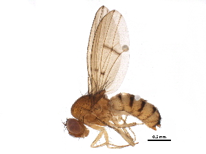  (Drosophila kuntzei - BIOUG21656-D11)  @15 [ ] CreativeCommons - Attribution (2015) CBG Photography Group Centre for Biodiversity Genomics