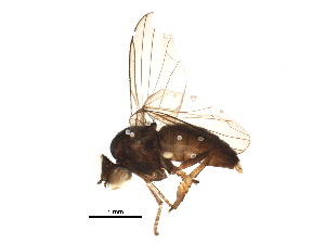  (Platypeza consobrina - BIOUG21876-B05)  @13 [ ] CreativeCommons - Attribution (2015) CBG Photography Group Centre for Biodiversity Genomics