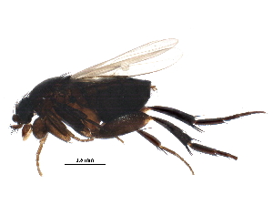  (Borophaga femorata - BIOUG22193-A03)  @14 [ ] CreativeCommons - Attribution (2015) CBG Photography Group Centre for Biodiversity Genomics