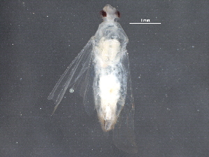  ( - BIOUG21493-C08)  @12 [ ] CreativeCommons - Attribution (2015) CBG Photography Group Centre for Biodiversity Genomics