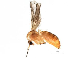  (Sciophila pomacea - BIOUG22227-E11)  @14 [ ] CreativeCommons - Attribution (2015) CBG Photography Group Centre for Biodiversity Genomics