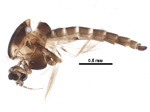  ( - BIOUG22230-H04)  @14 [ ] CreativeCommons - Attribution (2015) CBG Photography Group Centre for Biodiversity Genomics