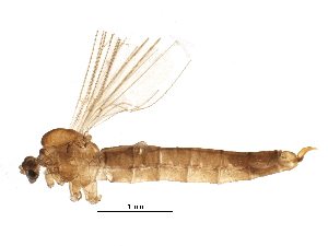  (Trichocera rufescens - BIOUG22257-B01)  @13 [ ] CreativeCommons - Attribution (2015) CBG Photography Group Centre for Biodiversity Genomics