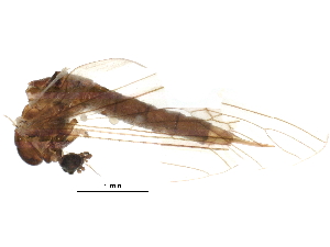  (Trichocera major - BIOUG22257-B11)  @13 [ ] CreativeCommons - Attribution (2015) CBG Photography Group Centre for Biodiversity Genomics