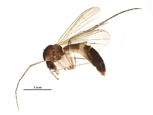  (Exechia cincta - BIOUG22257-G11)  @14 [ ] CreativeCommons - Attribution (2015) CBG Photography Group Centre for Biodiversity Genomics