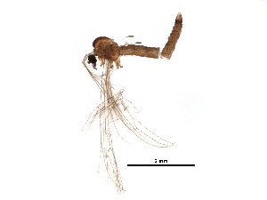  (Trichocera dahlae - BIOUG22259-G06)  @12 [ ] CreativeCommons - Attribution (2015) CBG Photography Group Centre for Biodiversity Genomics