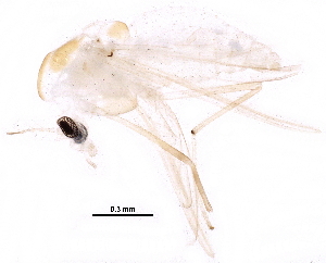  ( - BIOUG22308-B08)  @12 [ ] CreativeCommons - Attribution (2015) CBG Photography Group Centre for Biodiversity Genomics