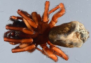  ( - GBOL14037)  @11 [ ] CreativeCommons - Attribution Non-Commercial Share-Alike (2014) SNSB, Zoologische Staatssammlung Muenchen SNSB, Zoologische Staatssammlung Muenchen