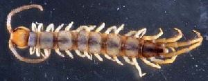  (Lithobius melanops - GBOL18498)  @11 [ ] CreativeCommons - Attribution Non-Commercial Share-Alike (2015) SNSB, Zoologische Staatssammlung Muenchen SNSB, Zoologische Staatssammlung Muenchen