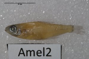  (Aphyocharacidium melandetum - GFSU14e-1505-1)  @11 [ ] Copyright (2017) Yvan Papa Museum d'Histoire Naturelle, Geneve