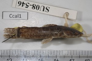  (Callichthys callichthys - SU08-546)  @11 [ ] Copyright (2017) Yvan Papa Museum d'Histoire Naturelle, Geneve