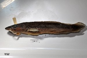  (Crenicichla multispinosa - SU08-184)  @11 [ ] Copyright (2017) Yvan Papa Museum d'Histoire Naturelle, Geneve