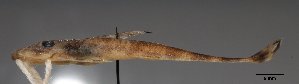  ( - SU08-181)  @11 [ ] Copyright (2017) Yvan Papa Museum d'Histoire Naturelle, Geneve