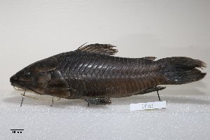  ( - SU05-518)  @11 [ ] Copyright (2017) Yvan Papa Museum d'Histoire Naturelle, Geneve