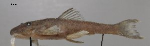  (Lithoxus pallidimaculatus - SU01-096)  @11 [ ] Copyright (2017) Yvan Papa Museum d'Histoire Naturelle, Geneve