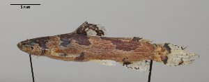 (Microglanis poecilus - SU05-416)  @11 [ ] Copyright (2017) Yvan Papa Museum d'Histoire Naturelle, Geneve