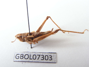  ( - GBOL07303)  @13 [ ] CreativeCommons - Attribution Non-Commercial Share-Alike (2015) SNSB, Zoologische Staatssammlung Muenchen SNSB, Zoologische Staatssammlung Muenchen