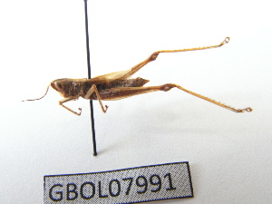  ( - GBOL07991)  @13 [ ] CreativeCommons - Attribution Non-Commercial Share-Alike (2015) SNSB, Zoologische Staatssammlung Muenchen SNSB, Zoologische Staatssammlung Muenchen