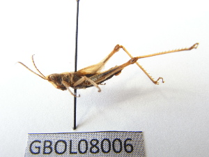  ( - GBOL08006)  @13 [ ] CreativeCommons - Attribution Non-Commercial Share-Alike (2015) SNSB, Zoologische Staatssammlung Muenchen SNSB, Zoologische Staatssammlung Muenchen