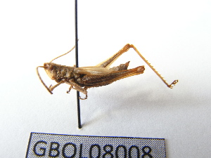  ( - GBOL08008)  @13 [ ] CreativeCommons - Attribution Non-Commercial Share-Alike (2015) SNSB, Zoologische Staatssammlung Muenchen SNSB, Zoologische Staatssammlung Muenchen