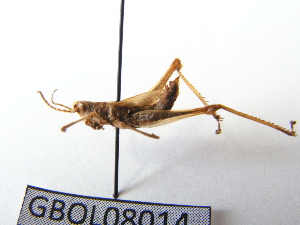  ( - GBOL08014)  @13 [ ] CreativeCommons - Attribution Non-Commercial Share-Alike (2015) SNSB, Zoologische Staatssammlung Muenchen SNSB, Zoologische Staatssammlung Muenchen