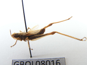  ( - GBOL08016)  @13 [ ] CreativeCommons - Attribution Non-Commercial Share-Alike (2015) SNSB, Zoologische Staatssammlung Muenchen SNSB, Zoologische Staatssammlung Muenchen