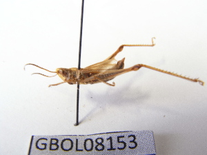  ( - GBOL08153)  @13 [ ] CreativeCommons - Attribution Non-Commercial Share-Alike (2015) SNSB, Zoologische Staatssammlung Muenchen SNSB, Zoologische Staatssammlung Muenchen