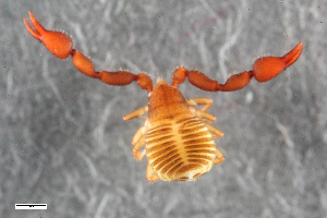  ( - ZFMK-TIS-2555767)  @11 [ ] CreativeCommons  Attribution Share-Alike (by-sa) 4.0 (2015) Unspecified Zoologisches Forschungsmuseum Alexander Koenig