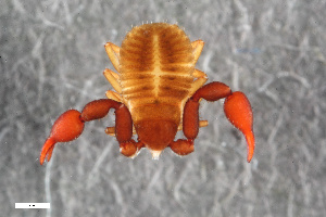  ( - ZFMK-TIS-2555771)  @11 [ ] CreativeCommons  Attribution Share-Alike (by-sa) 4.0 (2015) Unspecified Zoologisches Forschungsmuseum Alexander Koenig