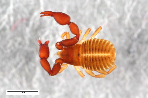  ( - ZFMK-TIS-2555885)  @11 [ ] CreativeCommons  Attribution Share-Alike (by-sa) 4.0 (2015) Unspecified Zoologisches Forschungsmuseum Alexander Koenig