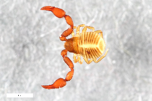  ( - ZFMK-TIS-2555927)  @11 [ ] CreativeCommons  Attribution Share-Alike (by-sa) 4.0 (2015) Unspecified Zoologisches Forschungsmuseum Alexander Koenig