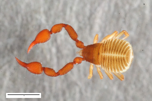  ( - ZFMK-TIS-2568658)  @11 [ ] CreativeCommons  Attribution Share-Alike (by-sa) 4.0 (2017) Unspecified Zoologisches Forschungsmuseum Alexander Koenig