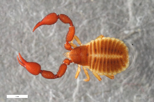  ( - ZFMK-TIS-2568659)  @11 [ ] CreativeCommons  Attribution Share-Alike (by-sa) 4.0 (2017) Unspecified Zoologisches Forschungsmuseum Alexander Koenig