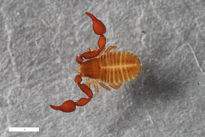  ( - ZFMK-TIS-2568703)  @11 [ ] CreativeCommons  Attribution Share-Alike (by-sa) 4.0 (2017) Unspecified Zoologisches Forschungsmuseum Alexander Koenig