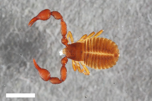  ( - ZFMK-TIS-2568744)  @11 [ ] CreativeCommons  Attribution Share-Alike (by-sa) 4.0 (2017) Unspecified Zoologisches Forschungsmuseum Alexander Koenig