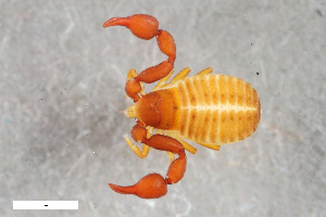  ( - ZFMK-TIS-2586566)  @11 [ ] CreativeCommons  Attribution Share-Alike (by-sa) 4.0 (2018) Unspecified Zoologisches Forschungsmuseum Alexander Koenig