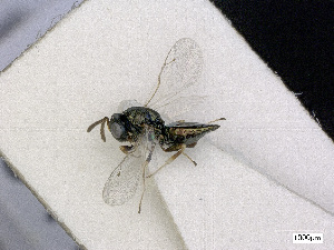  ( - BC-ZSM-HYM-01772-C10)  @12 [ ] CreativeCommons - Attribution Non-Commercial Share-Alike (2015) Stefan Schmidt SNSB, Zoologische Staatssammlung Muenchen