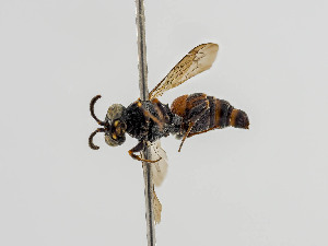  ( - BC ZSM HYM 11026)  @12 [ ] CreativeCommons - Attribution Non-Commercial Share-Alike (2018) SNSB, Staatliche Naturwissenschaftliche Sammlungen Bayerns ZSM (SNSB, Zoologische Staatssammlung Muenchen)