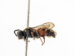  (Nysson decemmaculatus - BC ZSM HYM 11027)  @13 [ ] CreativeCommons - Attribution Non-Commercial Share-Alike (2018) SNSB, Staatliche Naturwissenschaftliche Sammlungen Bayerns ZSM (SNSB, Zoologische Staatssammlung Muenchen)