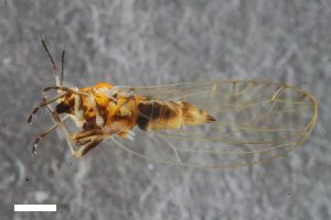  ( - ZFMK-TIS-2551848)  @11 [ ] CreativeCommons  Attribution Share-Alike (by-sa) 204 (2016) Unspecified Zoologisches Forschungsmuseum Alexander Koenig