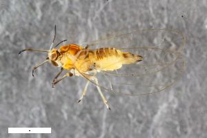  ( - ZFMK-TIS-2572318)  @11 [ ] CreativeCommons  Attribution Share-Alike (by-sa) 295 (2016) Unspecified Zoologisches Forschungsmuseum Alexander Koenig