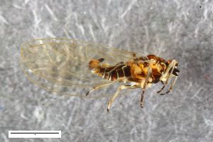  ( - ZFMK-TIS-2572331)  @11 [ ] CreativeCommons  Attribution Share-Alike (by-sa) 298 (2016) Unspecified Zoologisches Forschungsmuseum Alexander Koenig