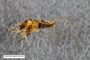  ( - ZFMK-TIS-2572333)  @11 [ ] CreativeCommons  Attribution Share-Alike (by-sa) 299 (2016) Unspecified Zoologisches Forschungsmuseum Alexander Koenig