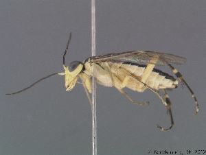  (Pachyprotasis antennata - DEI-GISHym17669)  @14 [ ] Copyright (2012) Senckenberg DEI Senckenberg DEI