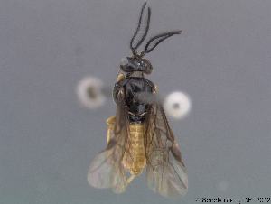  (Sterictiphora furcata - DEI-GISHym18748)  @14 [ ] Copyright (2012) Senckenberg DEI Senckenberg DEI